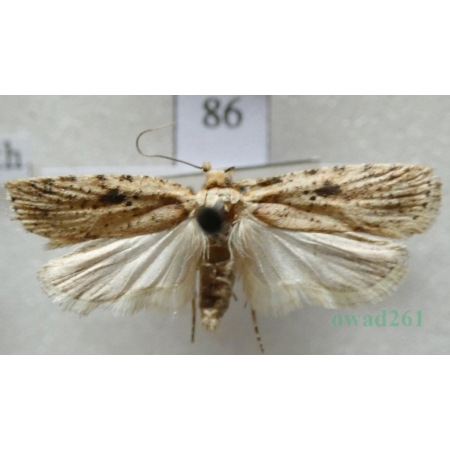 Agonopterix arenella (Denis & Schiffermüller, 1775) Czech86